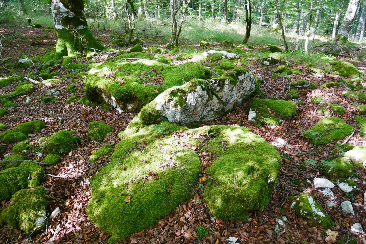 Lardamingo trikuharria