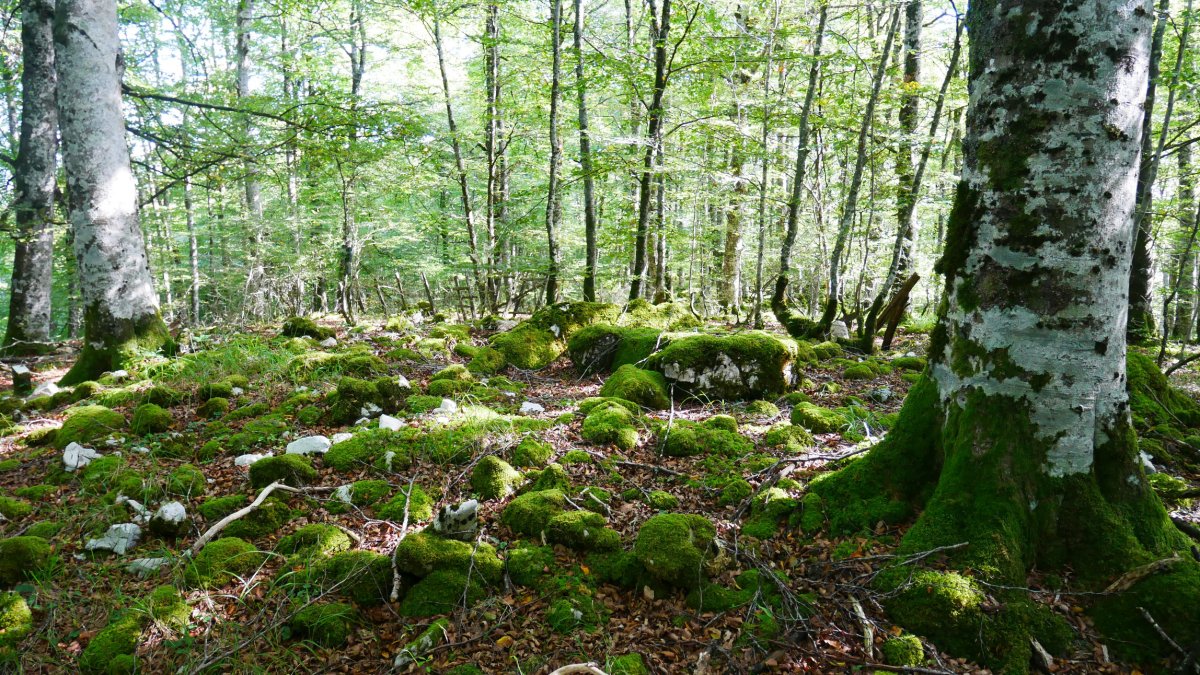 Lardamingo trikuharria