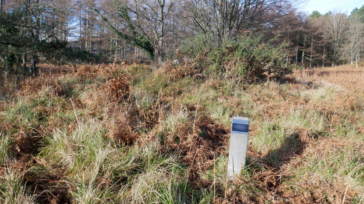 Sasia gailentzen ari zaio (2019ko abendua)