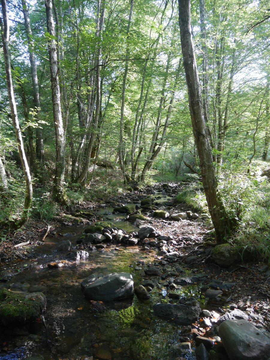 Zazpiturrietako erreka