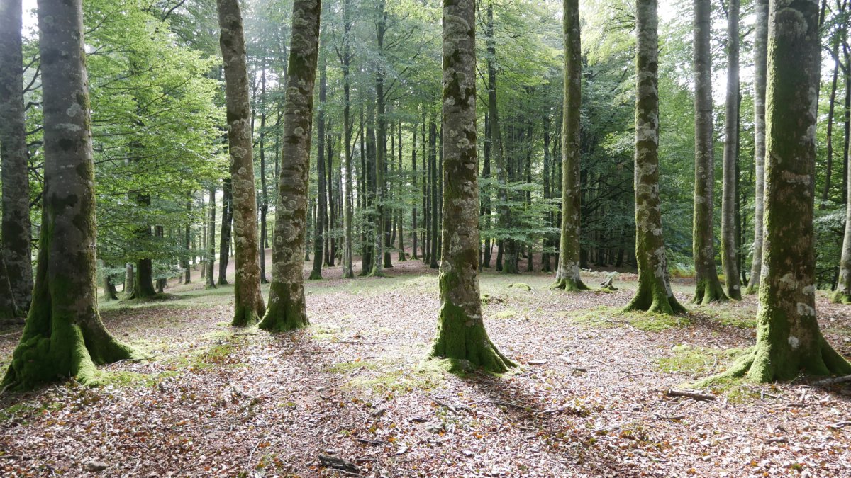 Gailurraren inguruak