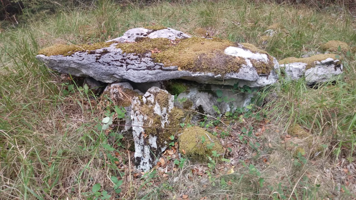 Seakoain II trikuharria