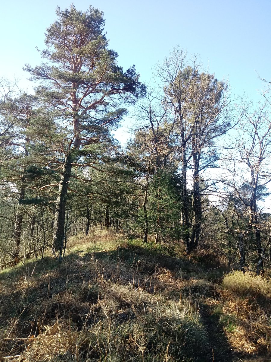 Illargaina (640m) gainaldea