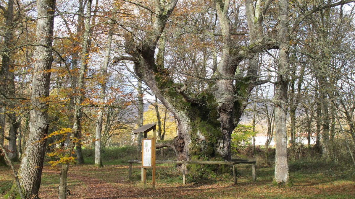 Beheitiko Landako Haritza, Jauntsarats-Basaburua