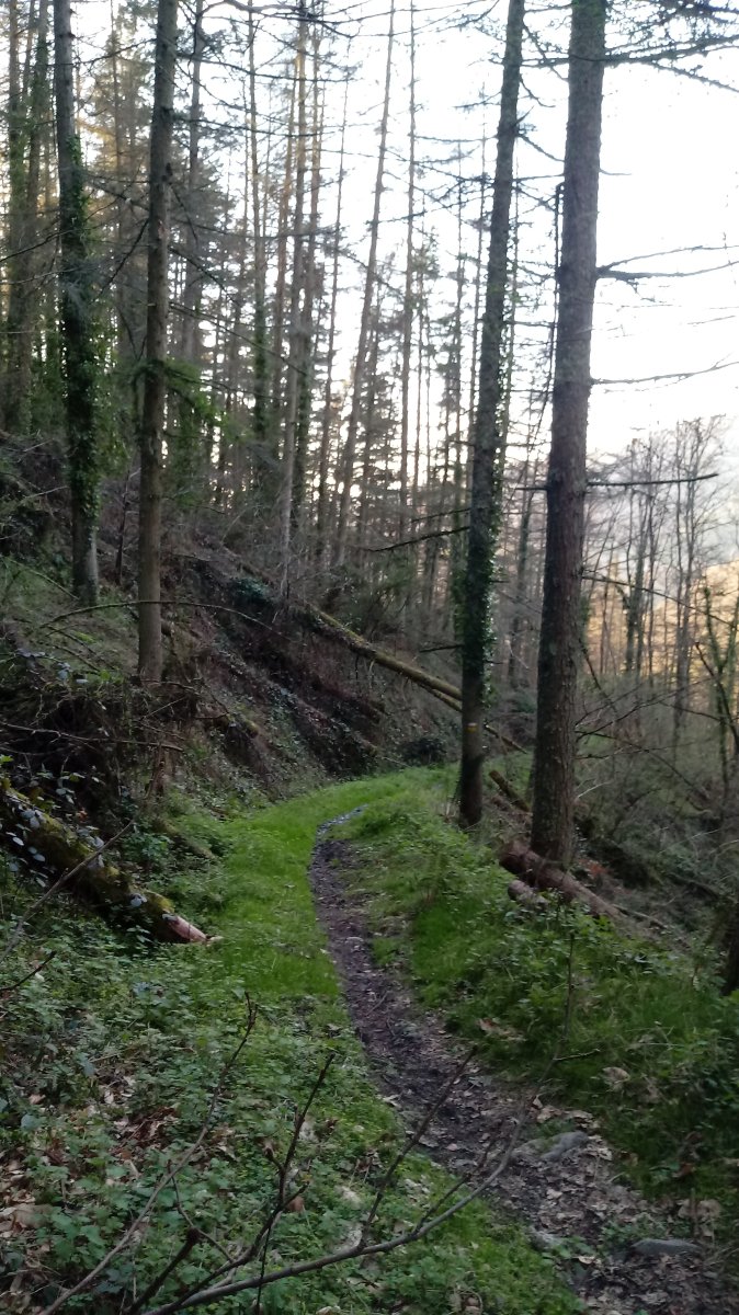 Antzuolako 8 Millak jeitsiera senda