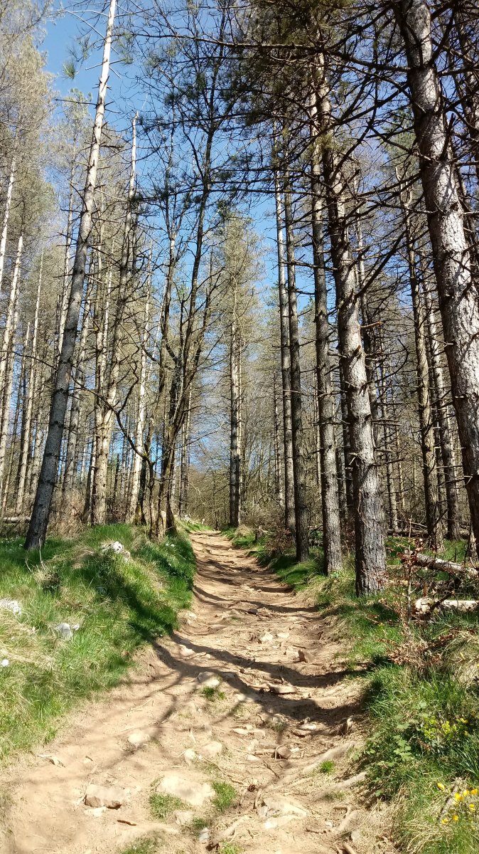 Otsabio (801m) Altzotiko igoera bidean