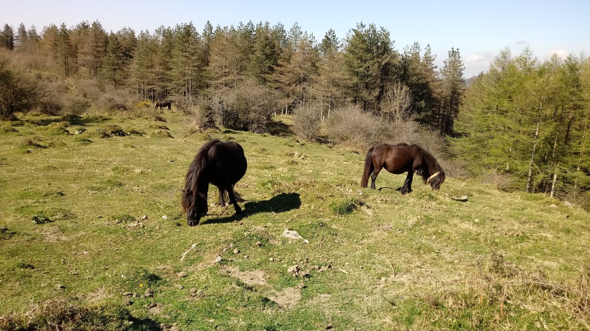 Pottokak Berroetako lepoan Lagarte eta Erroizpe artean