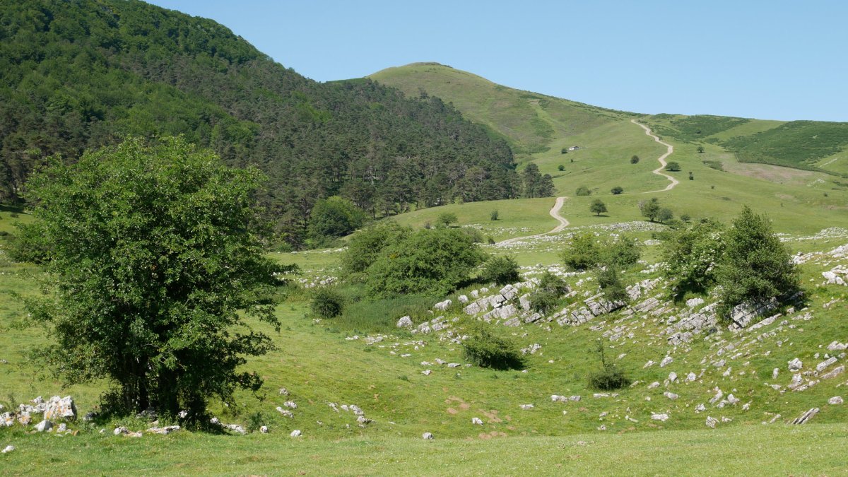 Beloki Balenkalekuko larreetatik