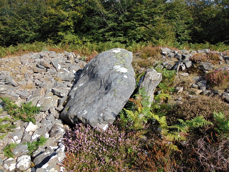 Arrobigaña Trikuharria