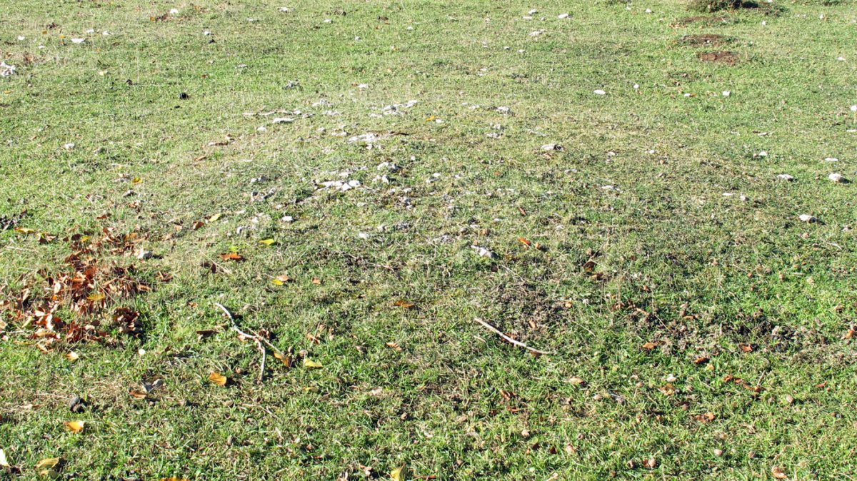 Corral de Celestino etxola hondoa, Ameskoako Limitazioak