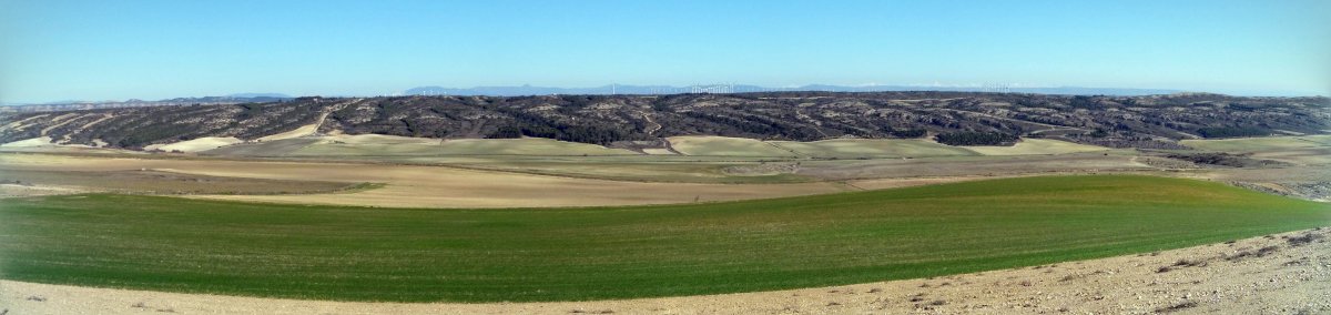 Arretxea mendilerroa Cabizgordotik