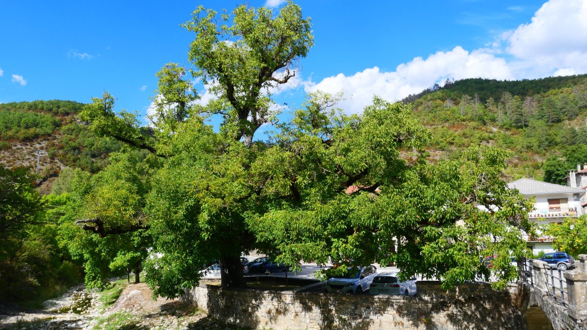 Gardeko intxaurrondoa