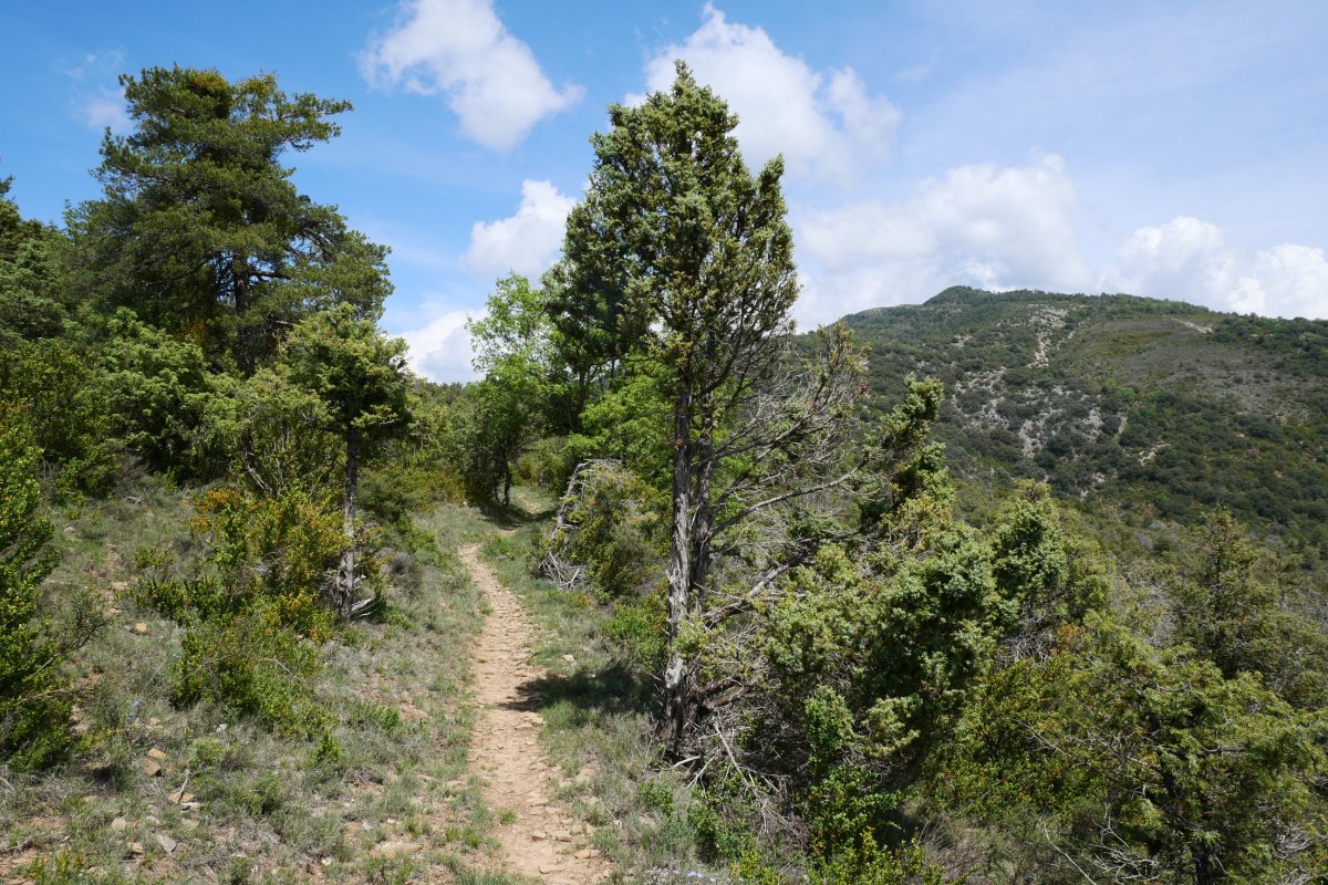 Bintze aldetik igotzen den bidea