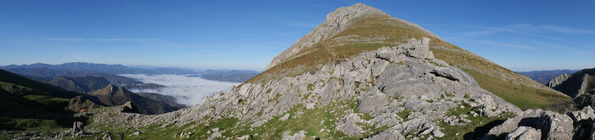 Egurraleko tontor harritsua