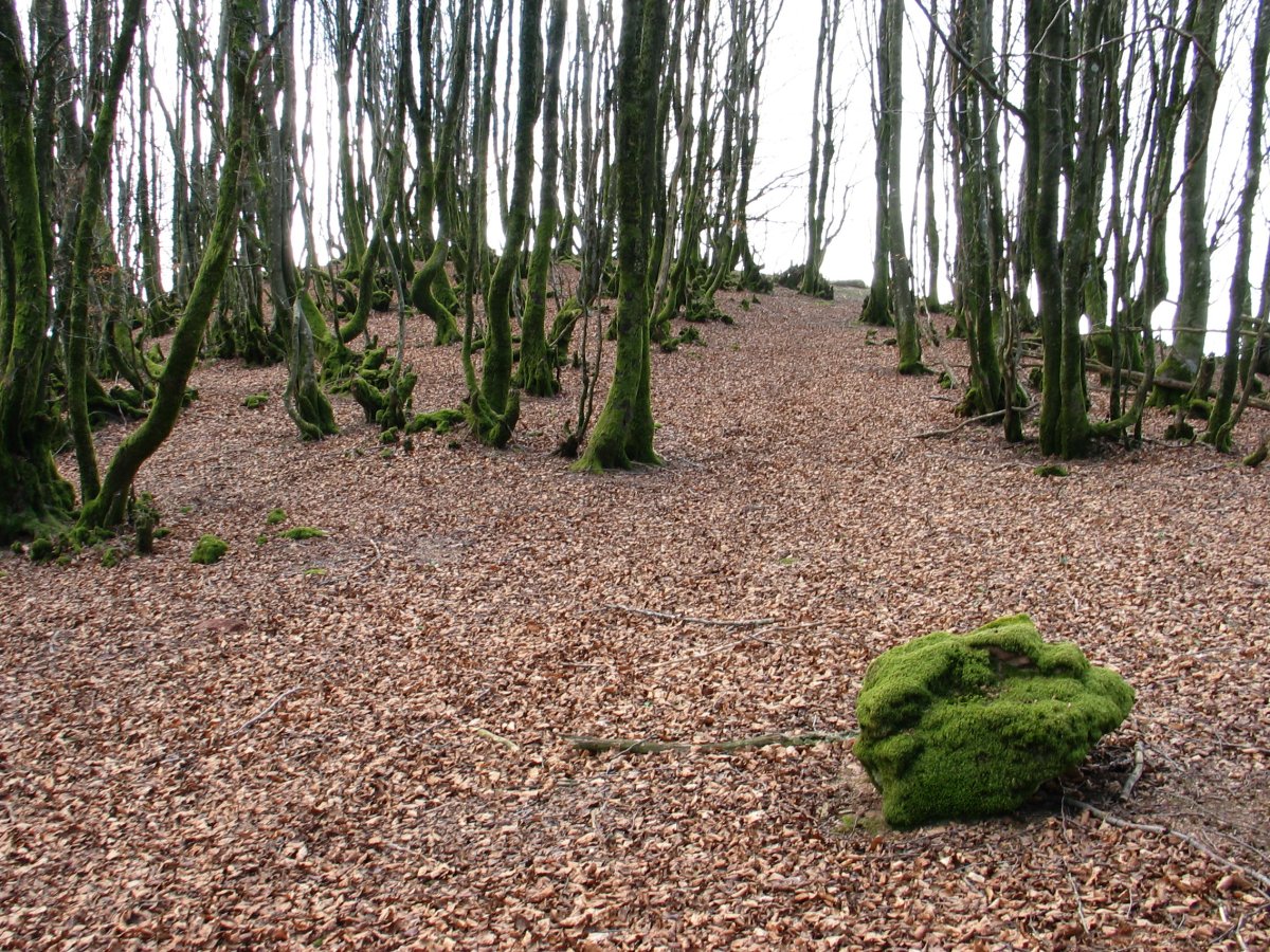 Unboto. Tontorraren inguruak