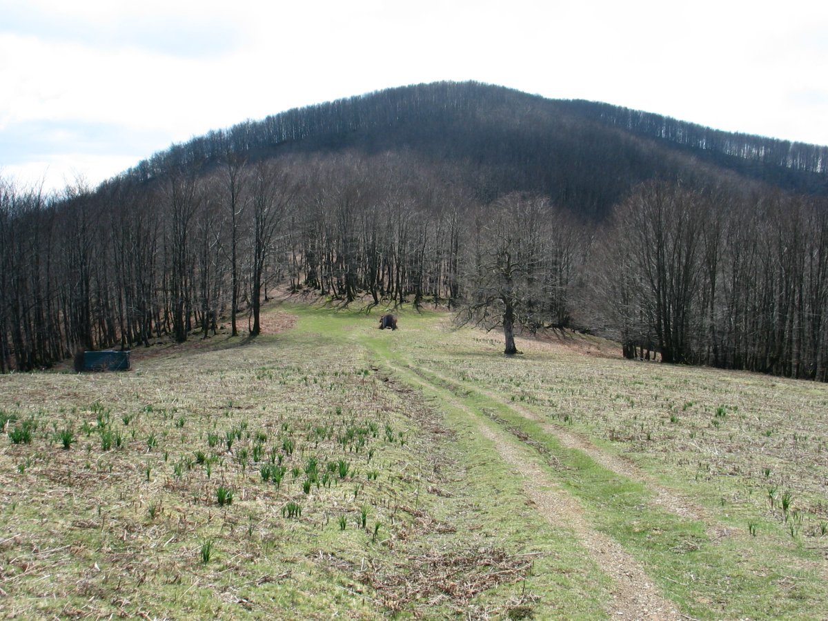 Unboto iparraldeko lepotik