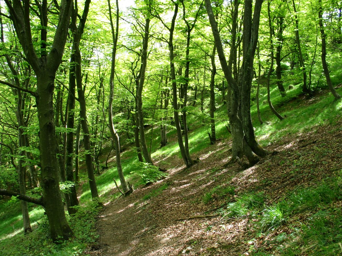 Bidea iparraldeko isurialdeko basoan barrena