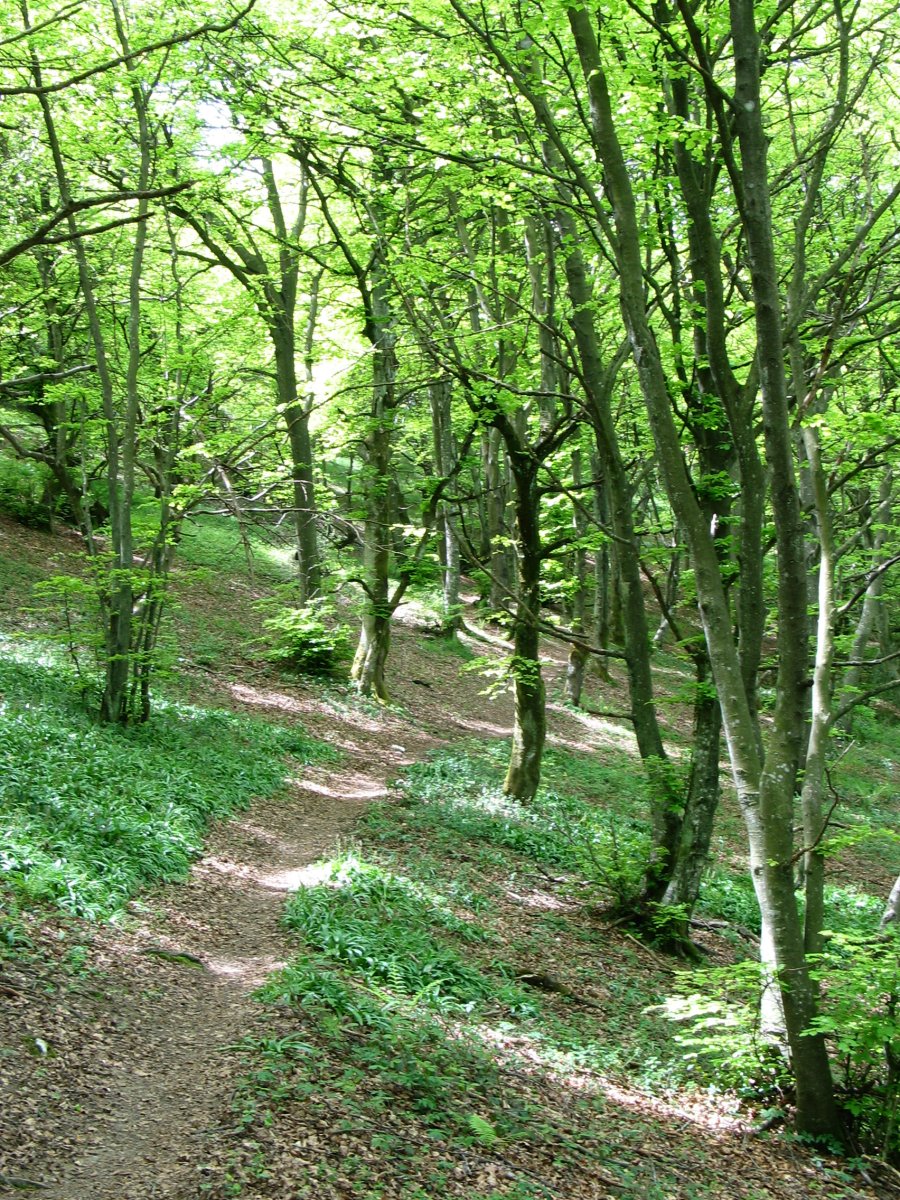 Bidea iparraldeko isurialdeko basoan barrena