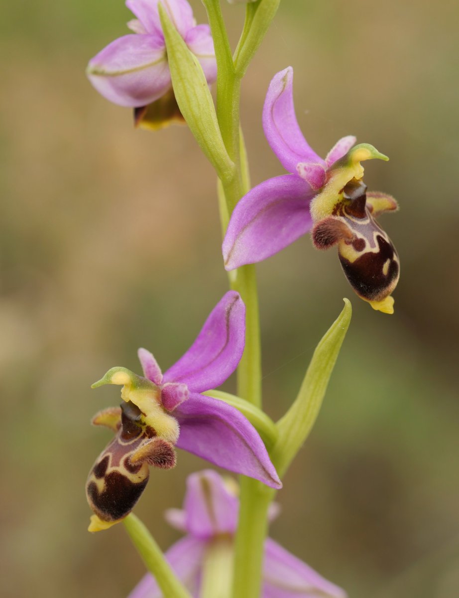 Ophrys scolopax, Arritxiki tontorraren inguruetan, ekainaren hasieran