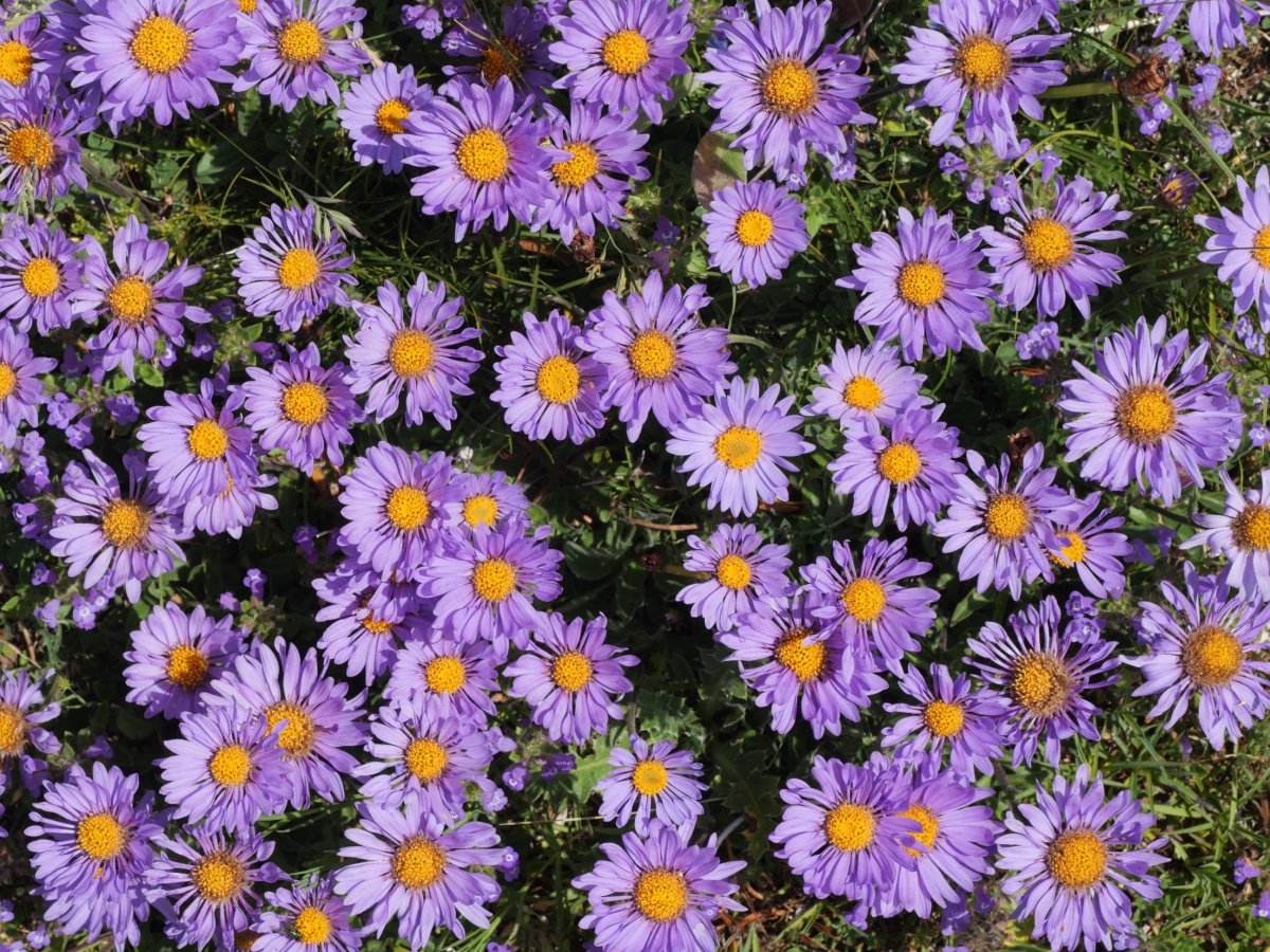 Aster alpinus, Sollaundi tontorraren inguruetan
