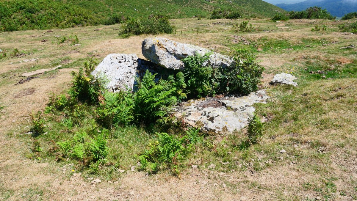 Soroluxe trikuharria