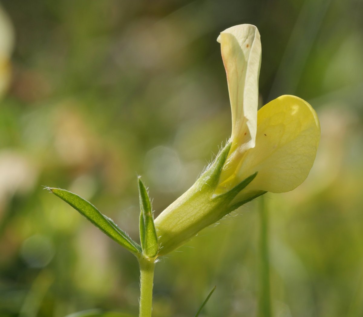 Lotus maritimus, Larunbe aldean