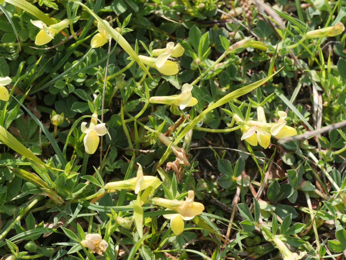 Lotus maritimus, Larunbe aldean