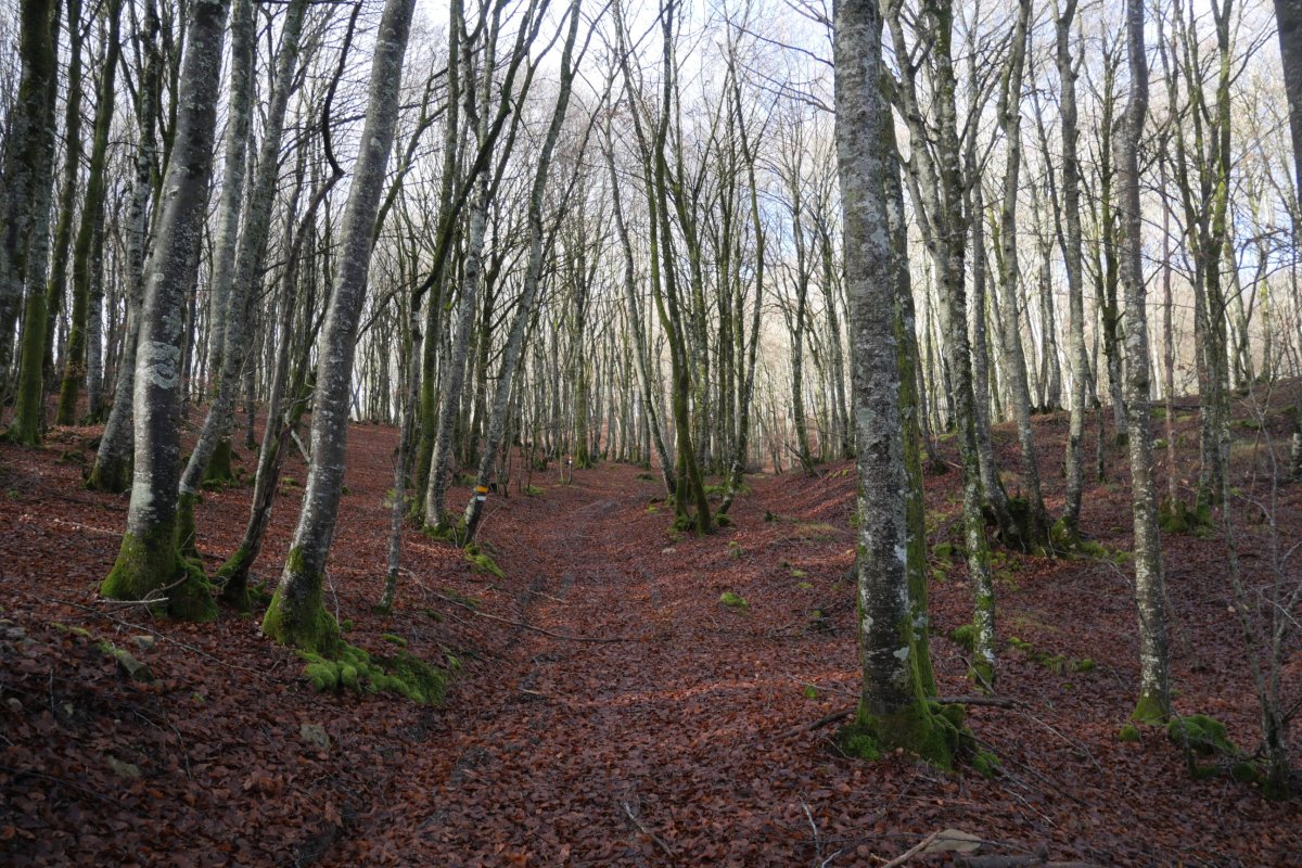 Larraintzartik Beuntzako Gainera igotzen den bidea, goiko lepora gerturatzen