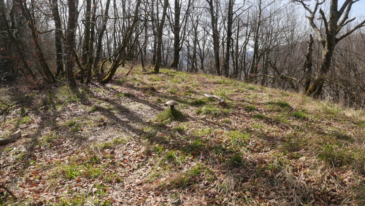 Zarranzmendi gailurra