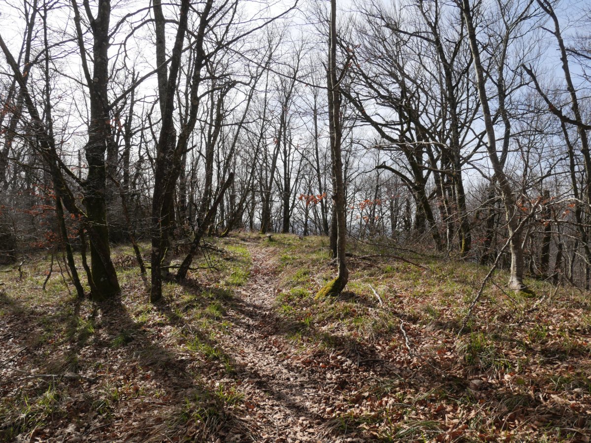 Zarranzmendi gailurra