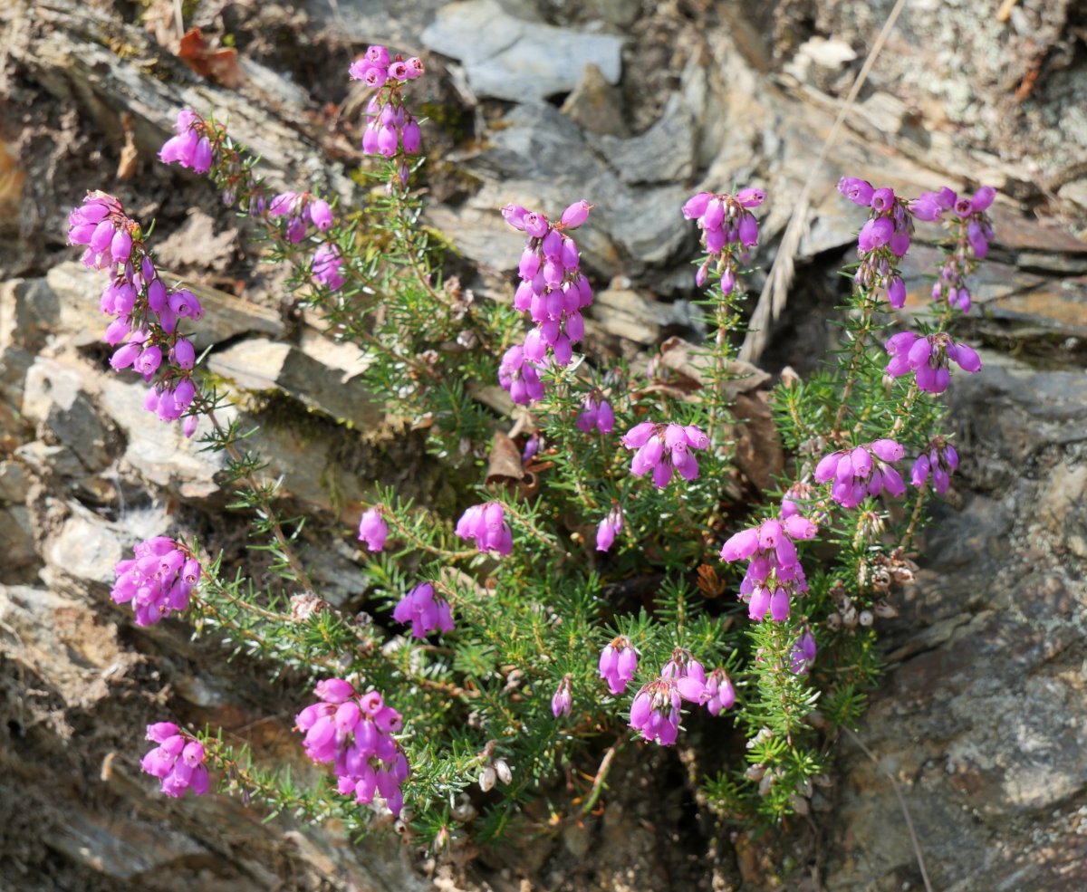 Erica cinerea