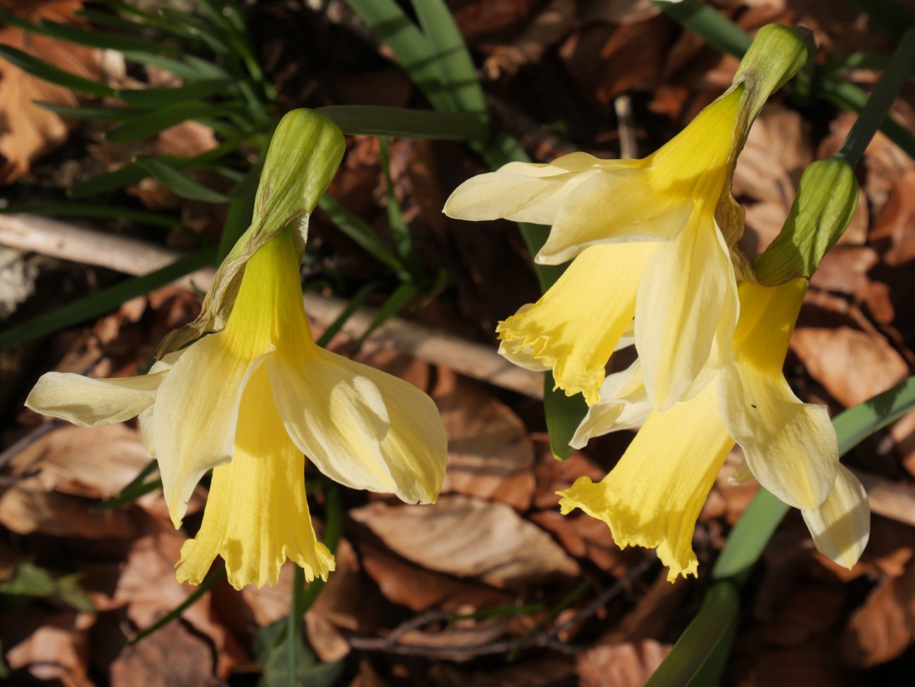 Narcissus pseudonarcissus Zarrantzmendiko ekialdeko hegian