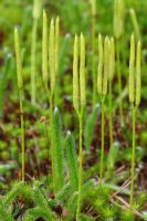 Lycopodium clavatum 2
