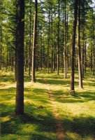 Karrika aldetik igotzen den bidea