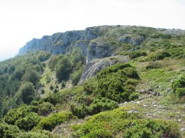 Mendebaldeko gandorra