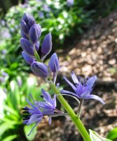 Scilla lilio-hyacinthus