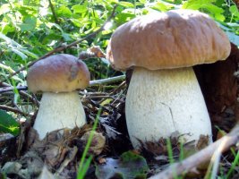 Onddo zuriak (Boletus edulis)