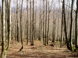 Basoa ipar isurialdean