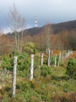 Tontorra mendebaldetik