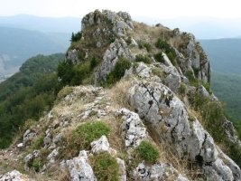 Ekialdeko gandorraren muturra