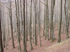 Ipar isurialdeko basoa hosto gabe beldar izurritearen ondorioz