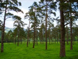 Pinadia Unginoren oinean