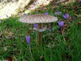 Galanperna (Macrolepiota procera)