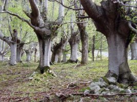 Pagadia Atxarte inguruan