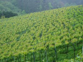 Mahastia Goronzolain