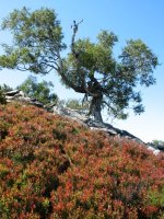 Gainaldean ikustakoa