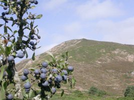 ARA?ONES EN LA BASE DE LA VERDINA 1-9-05