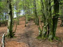 Gorostiaga eta Oregi arteko bideko pasartea