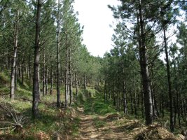 Pinuak Legazpi aldeko igoeran