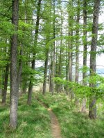 Tontorraren inguruko bidea